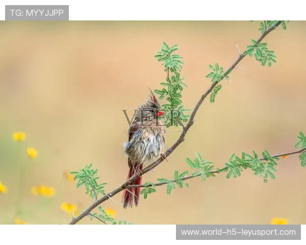 红雀士气低迷,主帅称需寻找新节奏,红雀是什么 红雀士气低迷,主帅称需寻找新节奏,红雀是什么